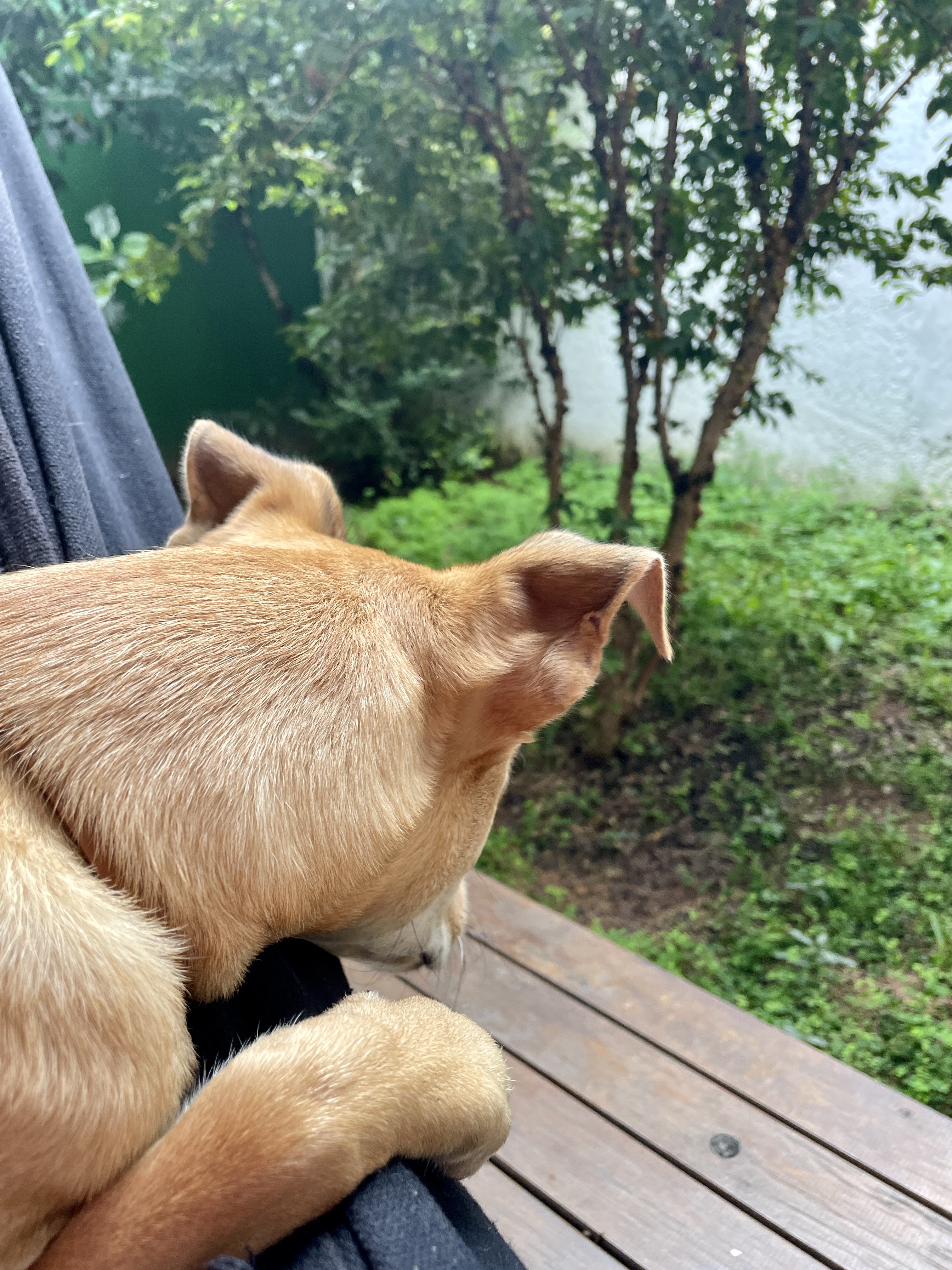View from the hammock with Susi the puppy looking up through the trees